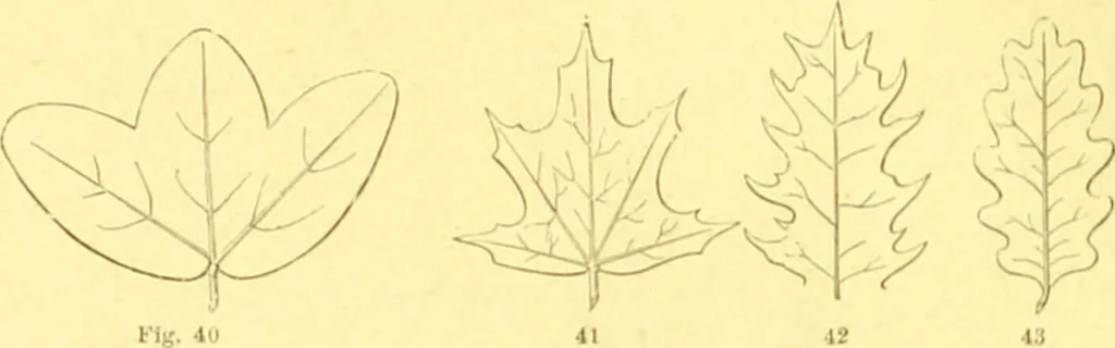 An illustration from Flore pittoresque de la France : anatomie, physiologie, classification, description des plantes indigènes et cultivées au point de vue de l'agriculture, de l'horticulture et de la sylviculture / publiée sous la direction de J. Rothschild., 1885, leaf 34
