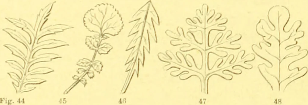 An illustration from Flore pittoresque de la France : anatomie, physiologie, classification, description des plantes indigènes et cultivées au point de vue de l'agriculture, de l'horticulture et de la sylviculture / publiée sous la direction de J. Rothschild., 1885, leaf 34