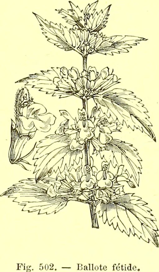 An illustration from Flore pittoresque de la France : anatomie, physiologie, classification, description des plantes indigènes et cultivées au point de vue de l'agriculture, de l'horticulture et de la sylviculture / publiée sous la direction de J. Rothschild., 1885, leaf 340