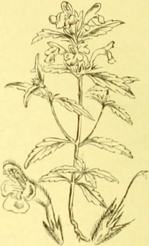 An illustration from Flore pittoresque de la France : anatomie, physiologie, classification, description des plantes indigènes et cultivées au point de vue de l'agriculture, de l'horticulture et de la sylviculture / publiée sous la direction de J. Rothschild., 1885, leaf 341