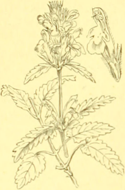 An illustration from Flore pittoresque de la France : anatomie, physiologie, classification, description des plantes indigènes et cultivées au point de vue de l'agriculture, de l'horticulture et de la sylviculture / publiée sous la direction de J. Rothschild., 1885, leaf 341
