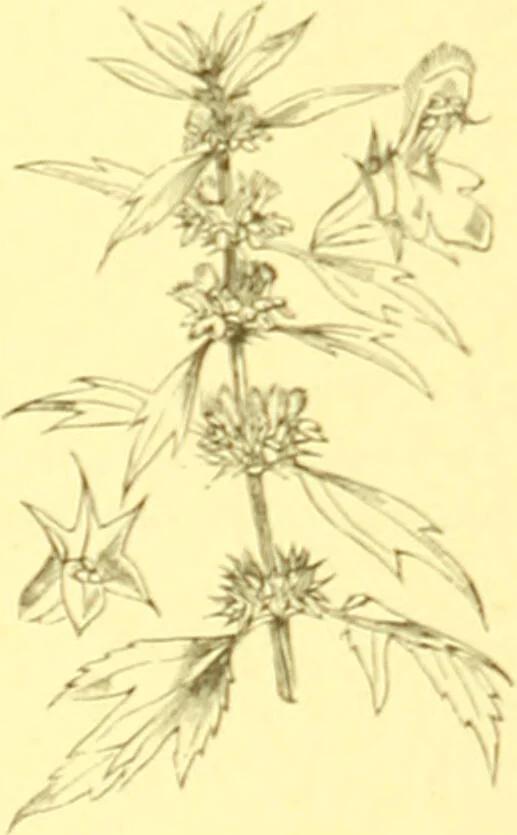 An illustration from Flore pittoresque de la France : anatomie, physiologie, classification, description des plantes indigènes et cultivées au point de vue de l'agriculture, de l'horticulture et de la sylviculture / publiée sous la direction de J. Rothschild., 1885, leaf 341
