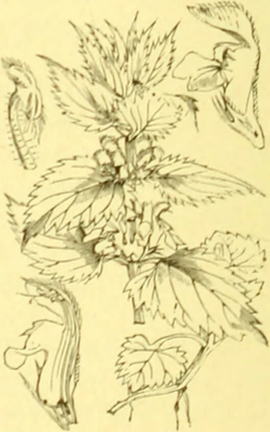 An illustration from Flore pittoresque de la France : anatomie, physiologie, classification, description des plantes indigènes et cultivées au point de vue de l'agriculture, de l'horticulture et de la sylviculture / publiée sous la direction de J. Rothschild., 1885, leaf 341