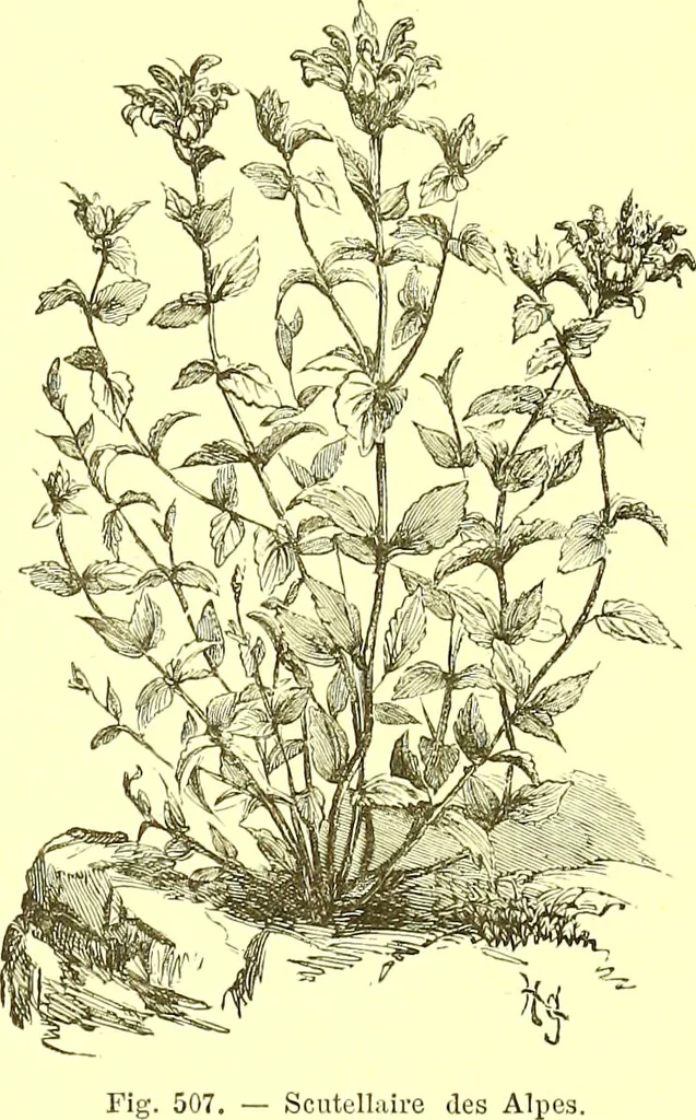 An illustration from Flore pittoresque de la France : anatomie, physiologie, classification, description des plantes indigènes et cultivées au point de vue de l'agriculture, de l'horticulture et de la sylviculture / publiée sous la direction de J. Rothschild., 1885, leaf 344