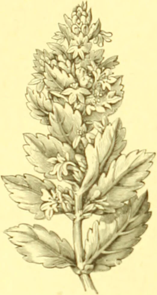 An illustration from Flore pittoresque de la France : anatomie, physiologie, classification, description des plantes indigènes et cultivées au point de vue de l'agriculture, de l'horticulture et de la sylviculture / publiée sous la direction de J. Rothschild., 1885, leaf 345