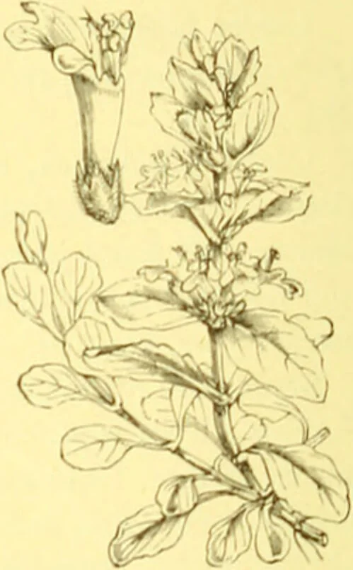An illustration from Flore pittoresque de la France : anatomie, physiologie, classification, description des plantes indigènes et cultivées au point de vue de l'agriculture, de l'horticulture et de la sylviculture / publiée sous la direction de J. Rothschild., 1885, leaf 345