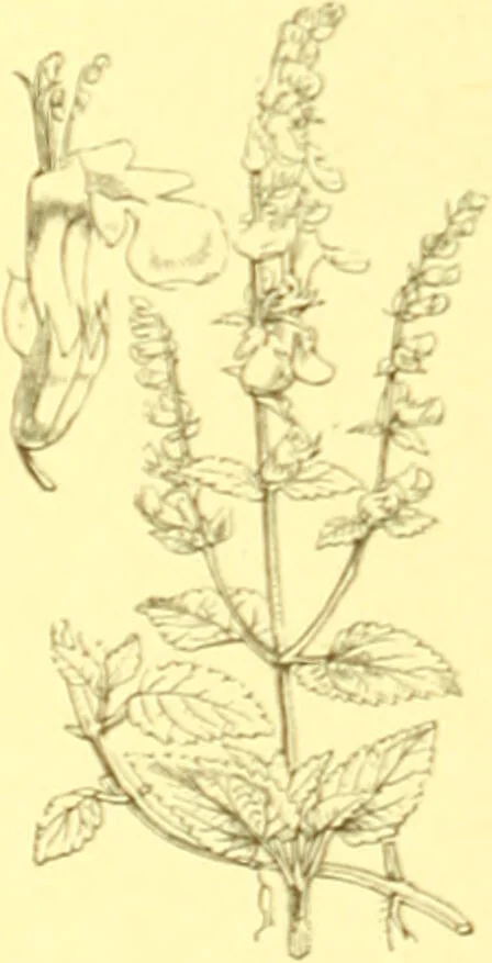 An illustration from Flore pittoresque de la France : anatomie, physiologie, classification, description des plantes indigènes et cultivées au point de vue de l'agriculture, de l'horticulture et de la sylviculture / publiée sous la direction de J. Rothschild., 1885, leaf 345