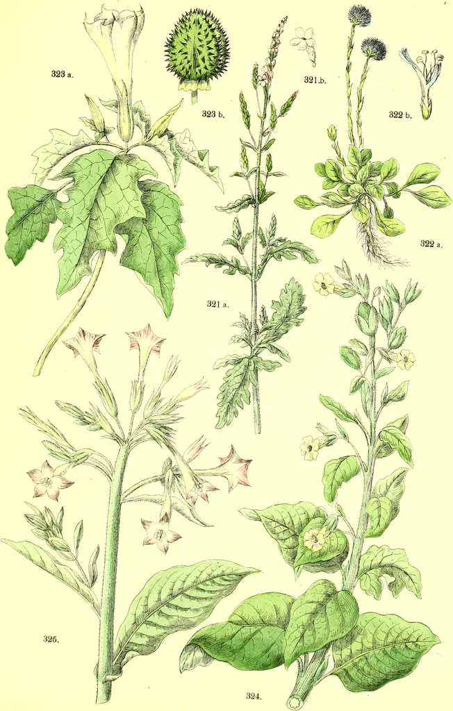 An illustration from Flore pittoresque de la France : anatomie, physiologie, classification, description des plantes indigènes et cultivées au point de vue de l'agriculture, de l'horticulture et de la sylviculture / publiée sous la direction de J. Rothschild., 1885, leaf 346