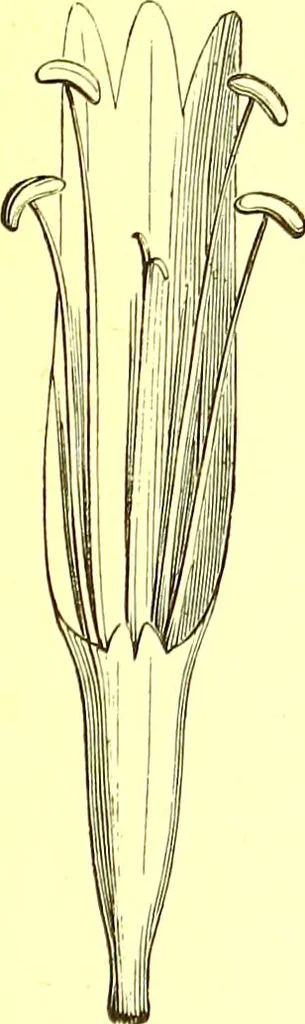 An illustration from Flore pittoresque de la France : anatomie, physiologie, classification, description des plantes indigènes et cultivées au point de vue de l'agriculture, de l'horticulture et de la sylviculture / publiée sous la direction de J. Rothschild., 1885, leaf 348