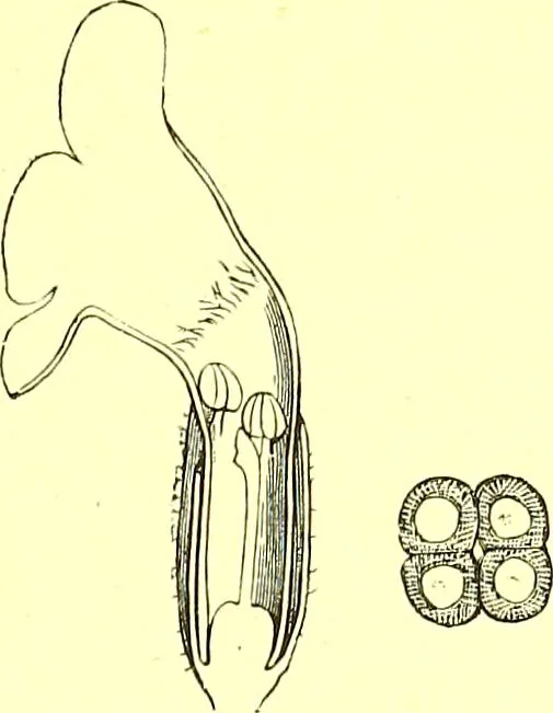An illustration from Flore pittoresque de la France : anatomie, physiologie, classification, description des plantes indigènes et cultivées au point de vue de l'agriculture, de l'horticulture et de la sylviculture / publiée sous la direction de J. Rothschild., 1885, leaf 348