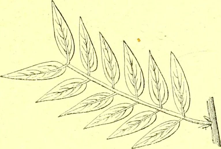 An illustration from Flore pittoresque de la France : anatomie, physiologie, classification, description des plantes indigènes et cultivées au point de vue de l'agriculture, de l'horticulture et de la sylviculture / publiée sous la direction de J. Rothschild., 1885, leaf 35