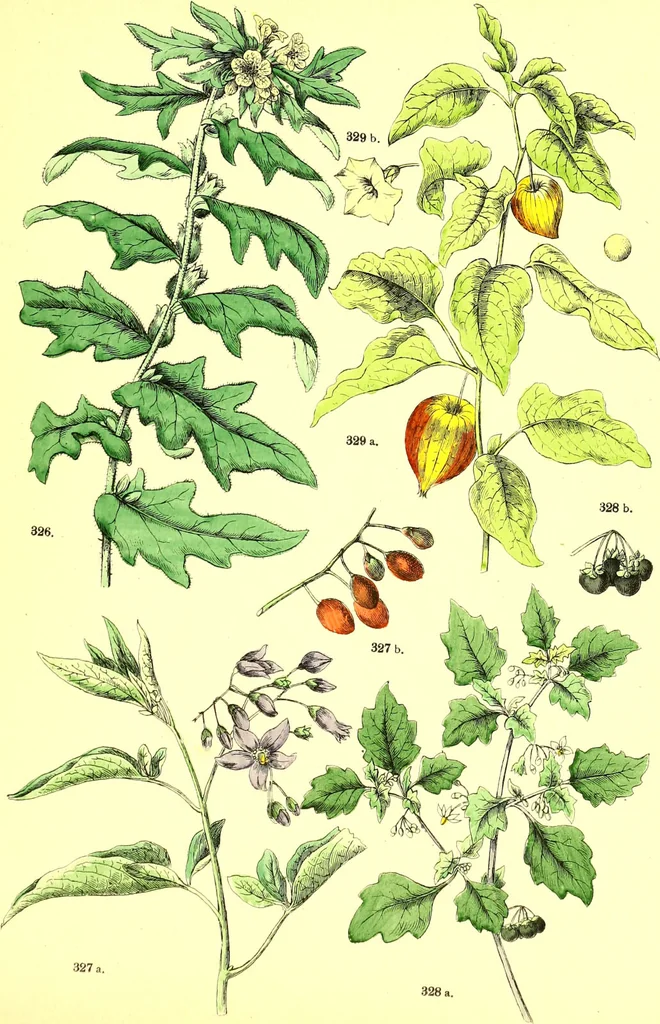 An illustration from Flore pittoresque de la France : anatomie, physiologie, classification, description des plantes indigènes et cultivées au point de vue de l'agriculture, de l'horticulture et de la sylviculture / publiée sous la direction de J. Rothschild., 1885, leaf 350