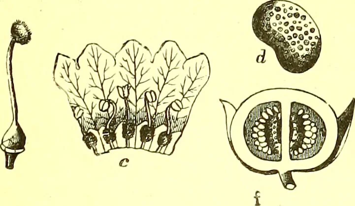 An illustration from Flore pittoresque de la France : anatomie, physiologie, classification, description des plantes indigènes et cultivées au point de vue de l'agriculture, de l'horticulture et de la sylviculture / publiée sous la direction de J. Rothschild., 1885, leaf 352