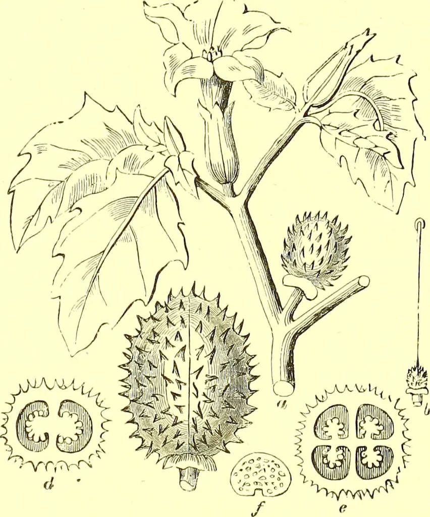 An illustration from Flore pittoresque de la France : anatomie, physiologie, classification, description des plantes indigènes et cultivées au point de vue de l'agriculture, de l'horticulture et de la sylviculture / publiée sous la direction de J. Rothschild., 1885, leaf 352