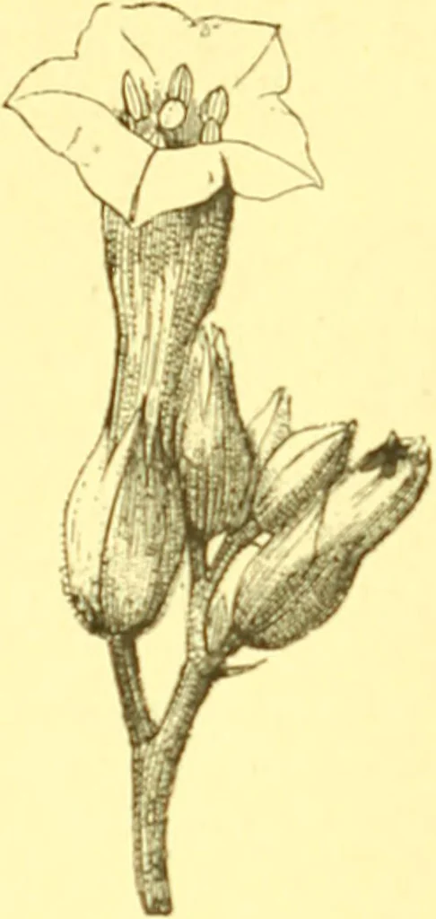 An illustration from Flore pittoresque de la France : anatomie, physiologie, classification, description des plantes indigènes et cultivées au point de vue de l'agriculture, de l'horticulture et de la sylviculture / publiée sous la direction de J. Rothschild., 1885, leaf 353