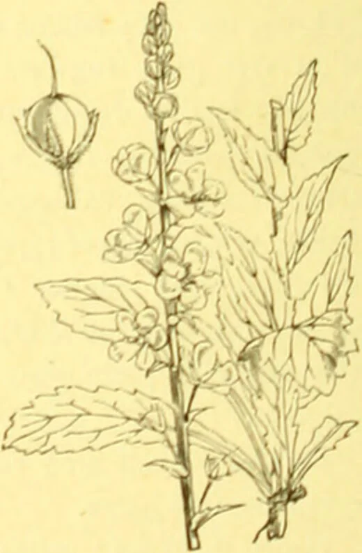An illustration from Flore pittoresque de la France : anatomie, physiologie, classification, description des plantes indigènes et cultivées au point de vue de l'agriculture, de l'horticulture et de la sylviculture / publiée sous la direction de J. Rothschild., 1885, leaf 353