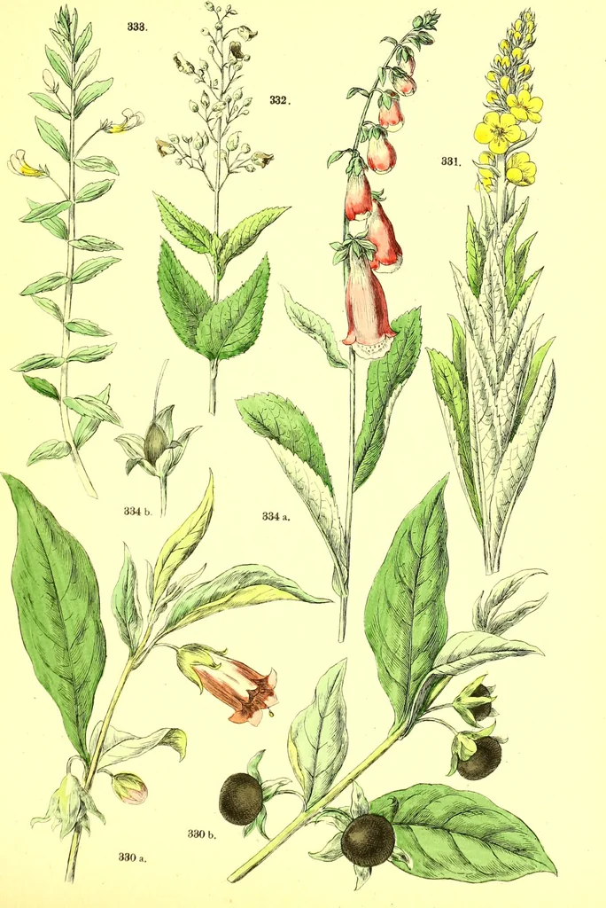 An illustration from Flore pittoresque de la France : anatomie, physiologie, classification, description des plantes indigènes et cultivées au point de vue de l'agriculture, de l'horticulture et de la sylviculture / publiée sous la direction de J. Rothschild., 1885, leaf 354