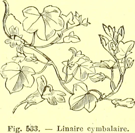 An illustration from Flore pittoresque de la France : anatomie, physiologie, classification, description des plantes indigènes et cultivées au point de vue de l'agriculture, de l'horticulture et de la sylviculture / publiée sous la direction de J. Rothschild., 1885, leaf 356
