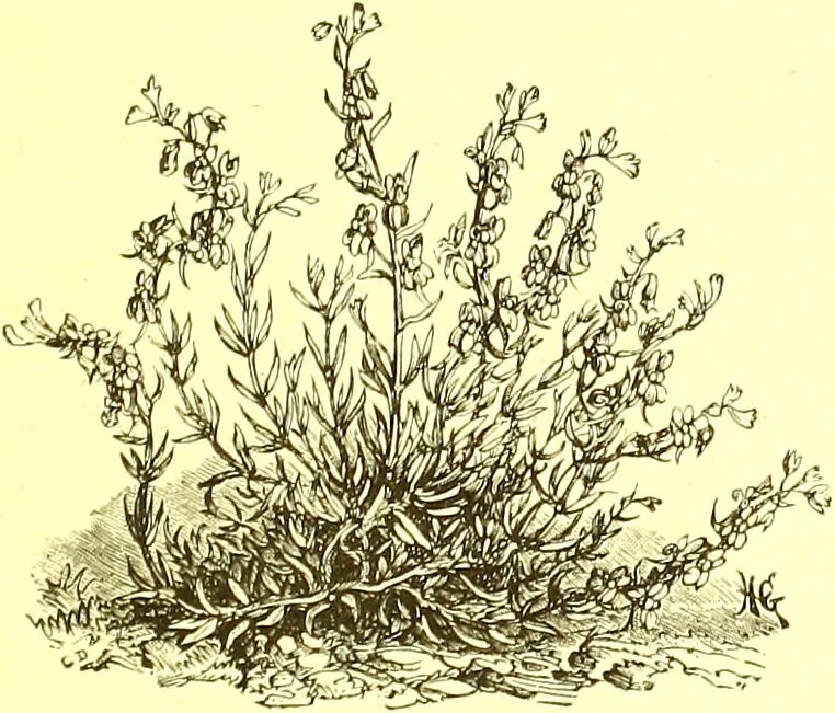 An illustration from Flore pittoresque de la France : anatomie, physiologie, classification, description des plantes indigènes et cultivées au point de vue de l'agriculture, de l'horticulture et de la sylviculture / publiée sous la direction de J. Rothschild., 1885, leaf 356