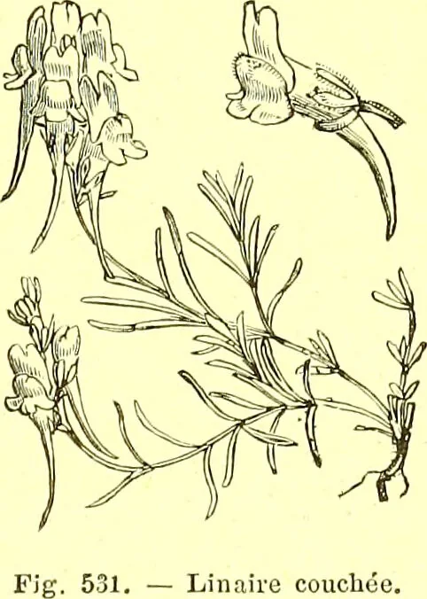 An illustration from Flore pittoresque de la France : anatomie, physiologie, classification, description des plantes indigènes et cultivées au point de vue de l'agriculture, de l'horticulture et de la sylviculture / publiée sous la direction de J. Rothschild., 1885, leaf 356