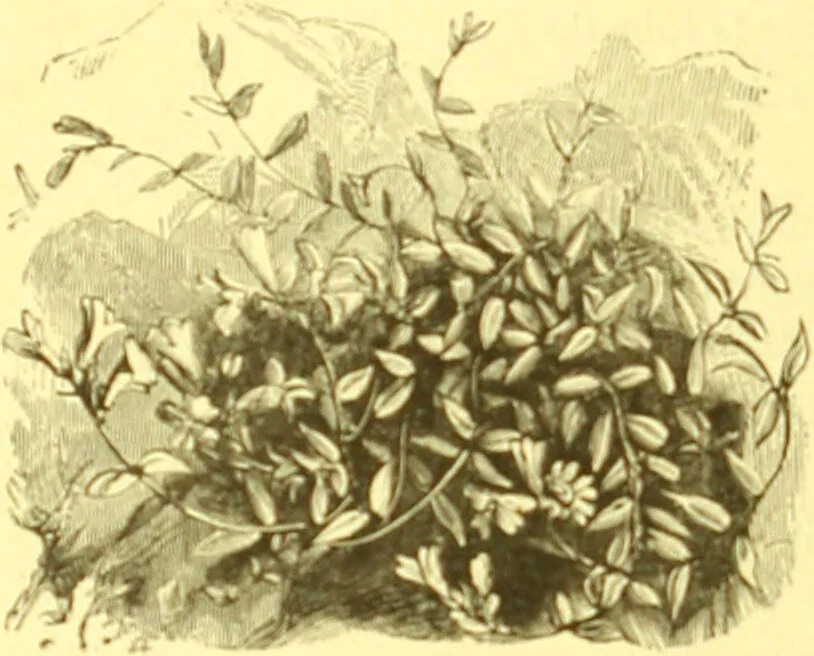 An illustration from Flore pittoresque de la France : anatomie, physiologie, classification, description des plantes indigènes et cultivées au point de vue de l'agriculture, de l'horticulture et de la sylviculture / publiée sous la direction de J. Rothschild., 1885, leaf 357