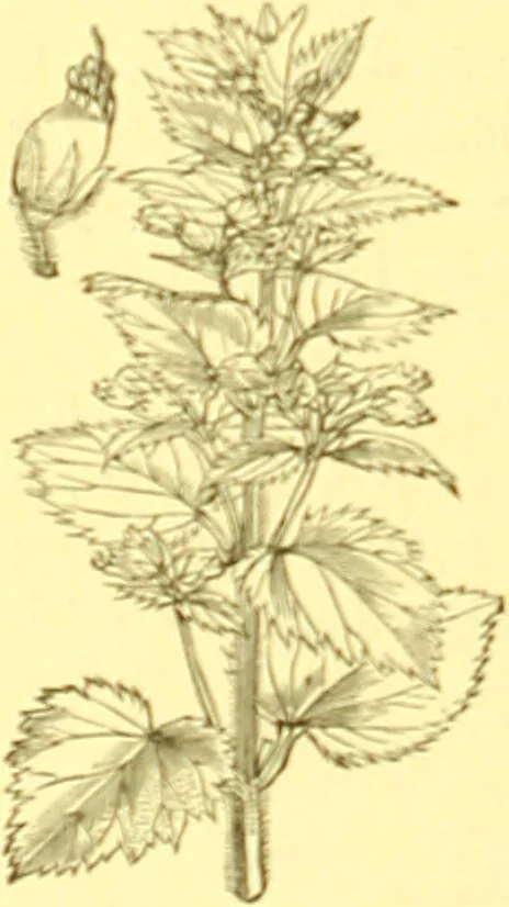 An illustration from Flore pittoresque de la France : anatomie, physiologie, classification, description des plantes indigènes et cultivées au point de vue de l'agriculture, de l'horticulture et de la sylviculture / publiée sous la direction de J. Rothschild., 1885, leaf 357