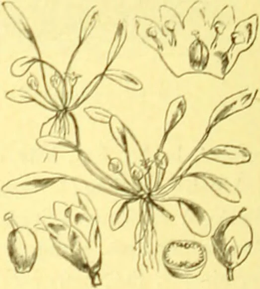 An illustration from Flore pittoresque de la France : anatomie, physiologie, classification, description des plantes indigènes et cultivées au point de vue de l'agriculture, de l'horticulture et de la sylviculture / publiée sous la direction de J. Rothschild., 1885, leaf 357