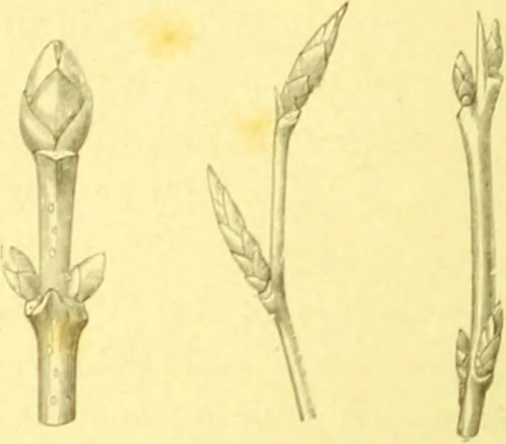 An illustration from Flore pittoresque de la France : anatomie, physiologie, classification, description des plantes indigènes et cultivées au point de vue de l'agriculture, de l'horticulture et de la sylviculture / publiée sous la direction de J. Rothschild., 1885, leaf 36