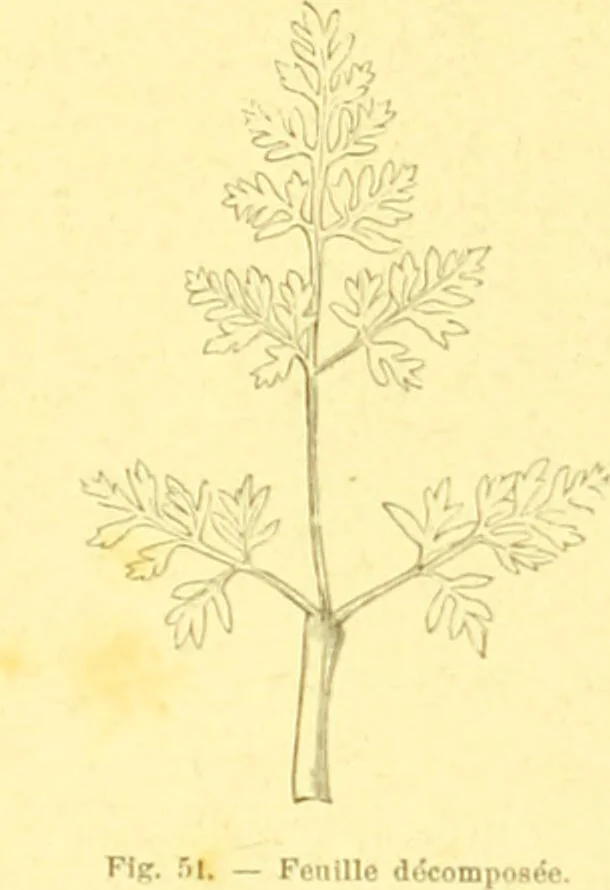 An illustration from Flore pittoresque de la France : anatomie, physiologie, classification, description des plantes indigènes et cultivées au point de vue de l'agriculture, de l'horticulture et de la sylviculture / publiée sous la direction de J. Rothschild., 1885, leaf 36