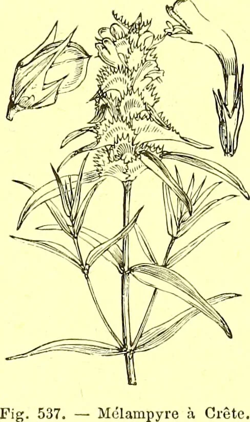 An illustration from Flore pittoresque de la France : anatomie, physiologie, classification, description des plantes indigènes et cultivées au point de vue de l'agriculture, de l'horticulture et de la sylviculture / publiée sous la direction de J. Rothschild., 1885, leaf 360