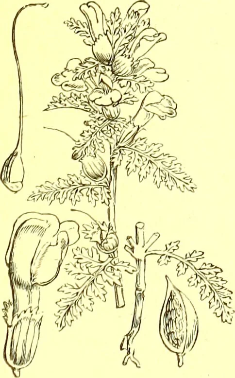 An illustration from Flore pittoresque de la France : anatomie, physiologie, classification, description des plantes indigènes et cultivées au point de vue de l'agriculture, de l'horticulture et de la sylviculture / publiée sous la direction de J. Rothschild., 1885, leaf 360
