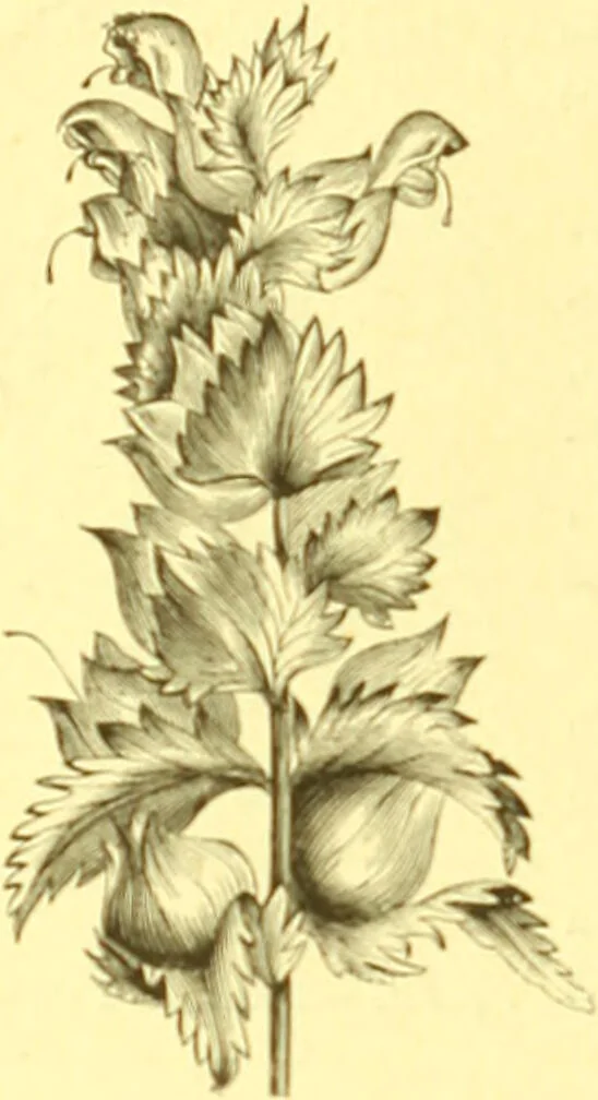An illustration from Flore pittoresque de la France : anatomie, physiologie, classification, description des plantes indigènes et cultivées au point de vue de l'agriculture, de l'horticulture et de la sylviculture / publiée sous la direction de J. Rothschild., 1885, leaf 361