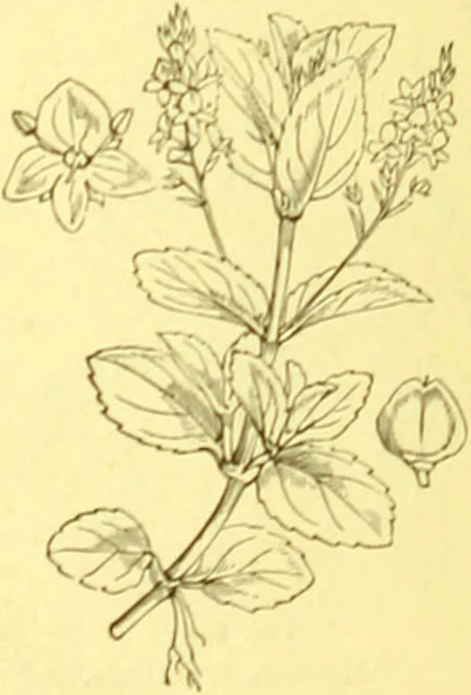 An illustration from Flore pittoresque de la France : anatomie, physiologie, classification, description des plantes indigènes et cultivées au point de vue de l'agriculture, de l'horticulture et de la sylviculture / publiée sous la direction de J. Rothschild., 1885, leaf 361