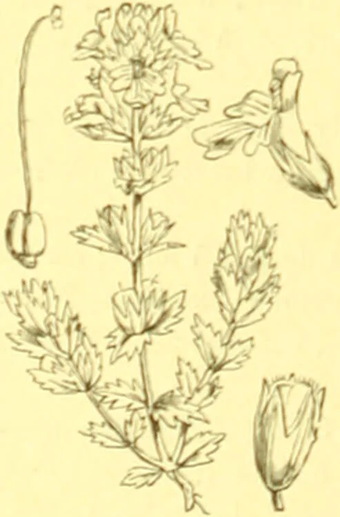 An illustration from Flore pittoresque de la France : anatomie, physiologie, classification, description des plantes indigènes et cultivées au point de vue de l'agriculture, de l'horticulture et de la sylviculture / publiée sous la direction de J. Rothschild., 1885, leaf 361