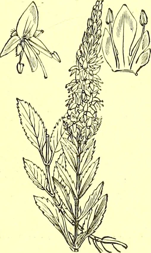 An illustration from Flore pittoresque de la France : anatomie, physiologie, classification, description des plantes indigènes et cultivées au point de vue de l'agriculture, de l'horticulture et de la sylviculture / publiée sous la direction de J. Rothschild., 1885, leaf 365