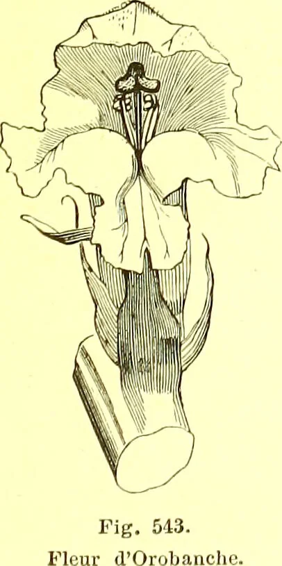 An illustration from Flore pittoresque de la France : anatomie, physiologie, classification, description des plantes indigènes et cultivées au point de vue de l'agriculture, de l'horticulture et de la sylviculture / publiée sous la direction de J. Rothschild., 1885, leaf 365