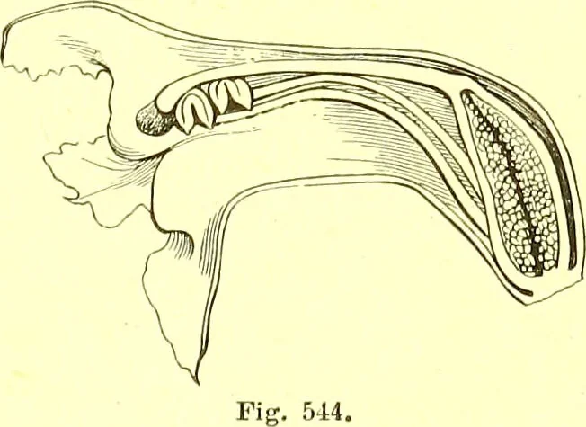 An illustration from Flore pittoresque de la France : anatomie, physiologie, classification, description des plantes indigènes et cultivées au point de vue de l'agriculture, de l'horticulture et de la sylviculture / publiée sous la direction de J. Rothschild., 1885, leaf 365