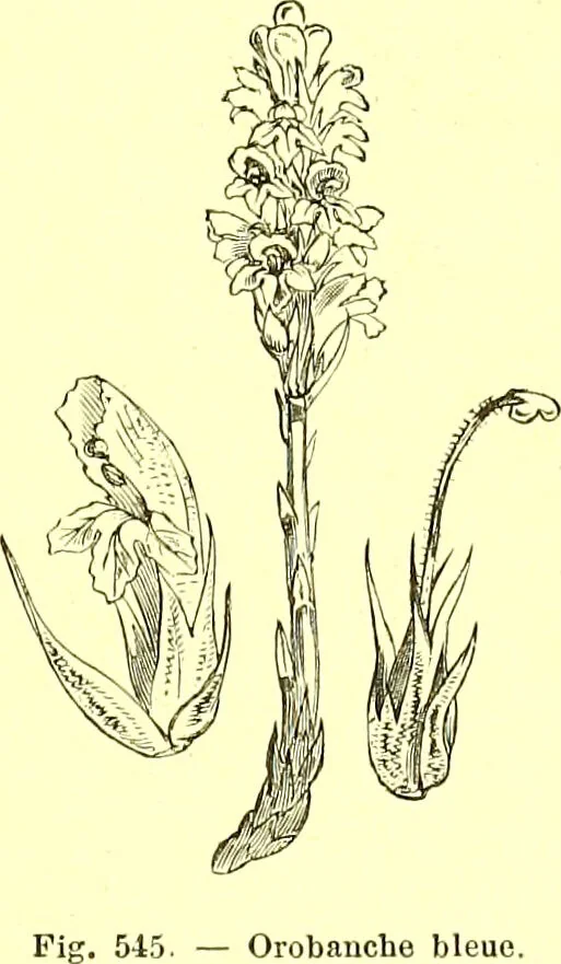 An illustration from Flore pittoresque de la France : anatomie, physiologie, classification, description des plantes indigènes et cultivées au point de vue de l'agriculture, de l'horticulture et de la sylviculture / publiée sous la direction de J. Rothschild., 1885, leaf 365