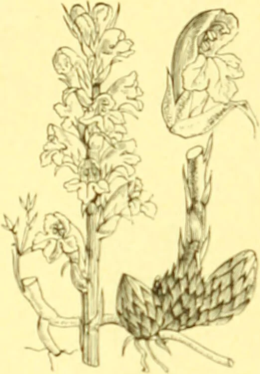 An illustration from Flore pittoresque de la France : anatomie, physiologie, classification, description des plantes indigènes et cultivées au point de vue de l'agriculture, de l'horticulture et de la sylviculture / publiée sous la direction de J. Rothschild., 1885, leaf 366