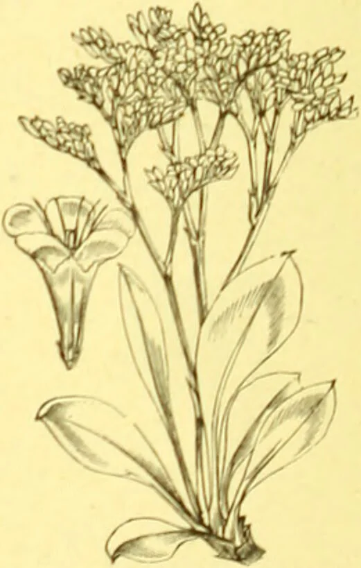 An illustration from Flore pittoresque de la France : anatomie, physiologie, classification, description des plantes indigènes et cultivées au point de vue de l'agriculture, de l'horticulture et de la sylviculture / publiée sous la direction de J. Rothschild., 1885, leaf 366
