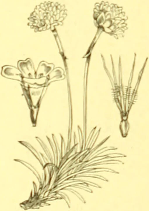 An illustration from Flore pittoresque de la France : anatomie, physiologie, classification, description des plantes indigènes et cultivées au point de vue de l'agriculture, de l'horticulture et de la sylviculture / publiée sous la direction de J. Rothschild., 1885, leaf 366