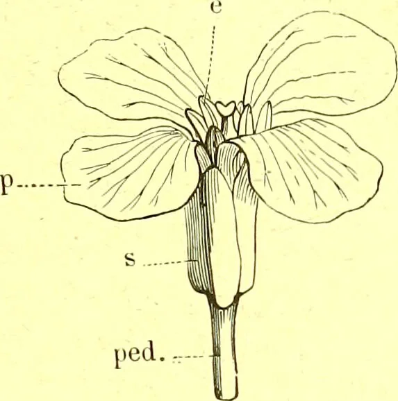 An illustration from Flore pittoresque de la France : anatomie, physiologie, classification, description des plantes indigènes et cultivées au point de vue de l'agriculture, de l'horticulture et de la sylviculture / publiée sous la direction de J. Rothschild., 1885, leaf 37