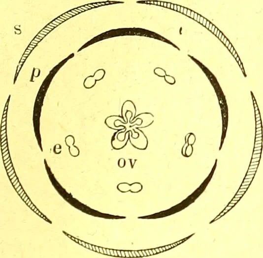 An illustration from Flore pittoresque de la France : anatomie, physiologie, classification, description des plantes indigènes et cultivées au point de vue de l'agriculture, de l'horticulture et de la sylviculture / publiée sous la direction de J. Rothschild., 1885, leaf 37