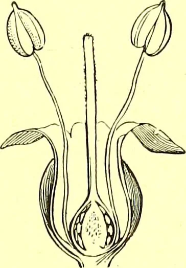 An illustration from Flore pittoresque de la France : anatomie, physiologie, classification, description des plantes indigènes et cultivées au point de vue de l'agriculture, de l'horticulture et de la sylviculture / publiée sous la direction de J. Rothschild., 1885, leaf 370