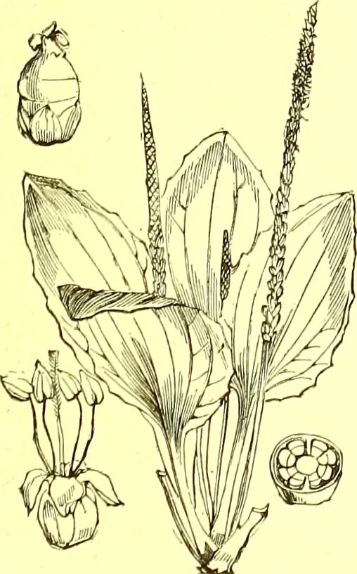 An illustration from Flore pittoresque de la France : anatomie, physiologie, classification, description des plantes indigènes et cultivées au point de vue de l'agriculture, de l'horticulture et de la sylviculture / publiée sous la direction de J. Rothschild., 1885, leaf 370