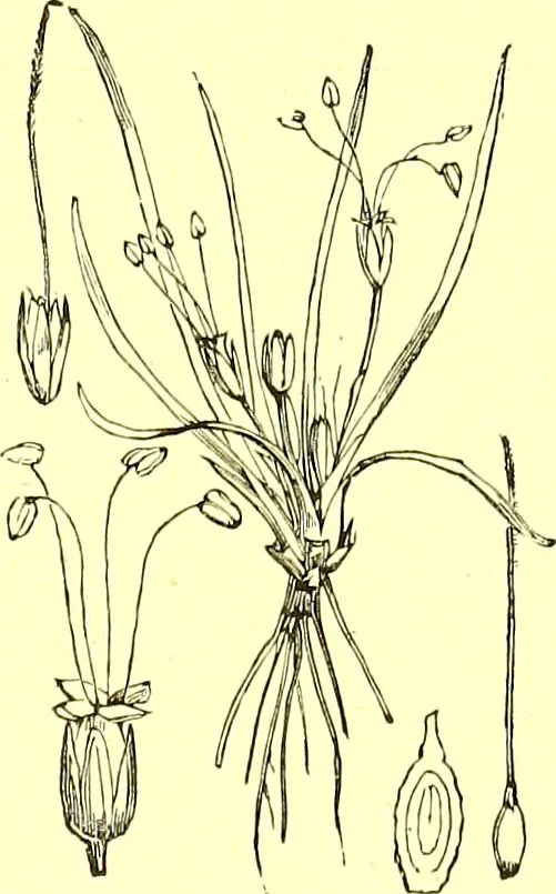 An illustration from Flore pittoresque de la France : anatomie, physiologie, classification, description des plantes indigènes et cultivées au point de vue de l'agriculture, de l'horticulture et de la sylviculture / publiée sous la direction de J. Rothschild., 1885, leaf 370