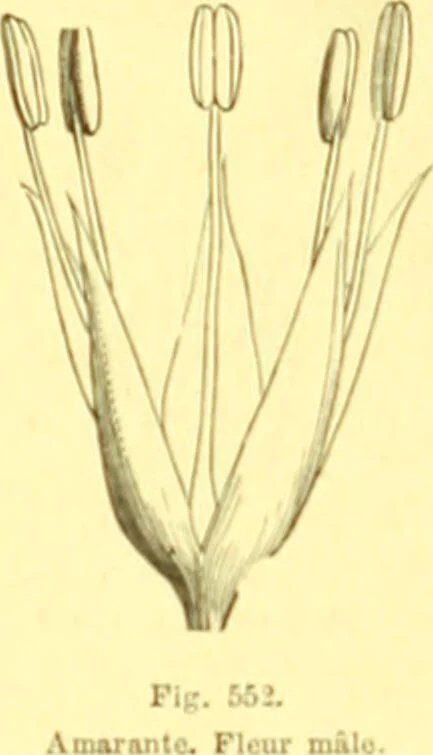 An illustration from Flore pittoresque de la France : anatomie, physiologie, classification, description des plantes indigènes et cultivées au point de vue de l'agriculture, de l'horticulture et de la sylviculture / publiée sous la direction de J. Rothschild., 1885, leaf 371