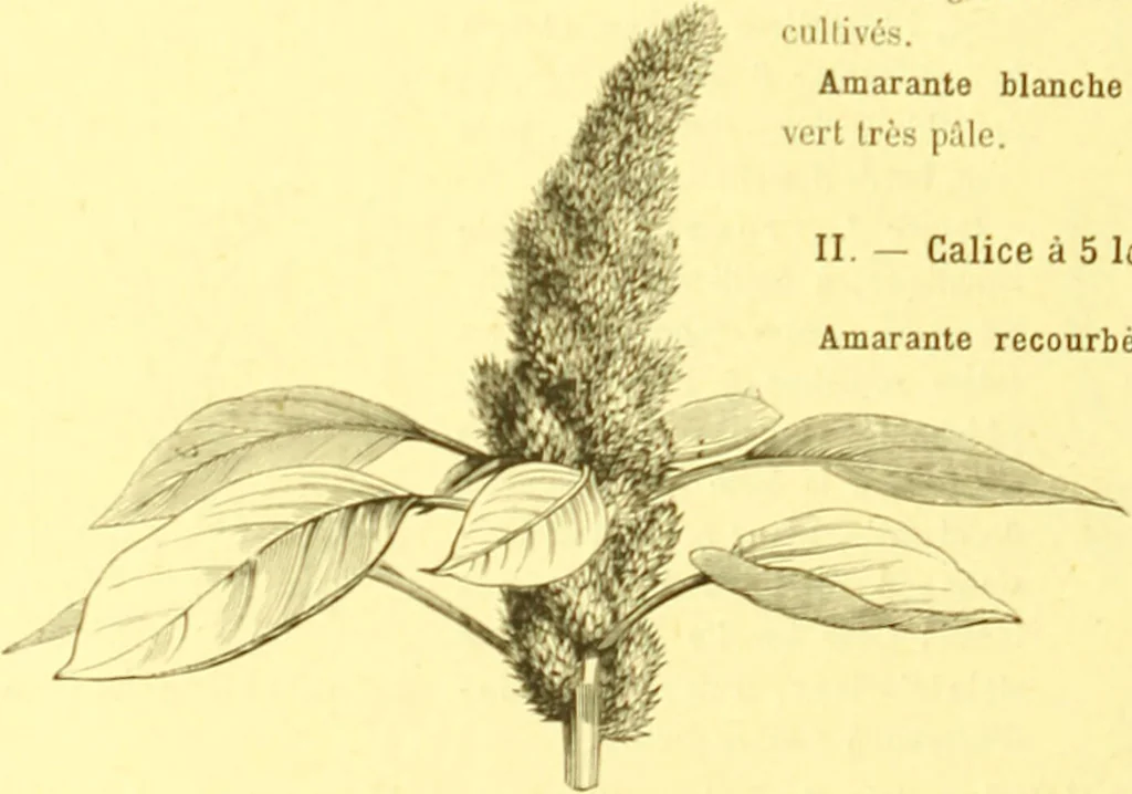 An illustration from Flore pittoresque de la France : anatomie, physiologie, classification, description des plantes indigènes et cultivées au point de vue de l'agriculture, de l'horticulture et de la sylviculture / publiée sous la direction de J. Rothschild., 1885, leaf 371