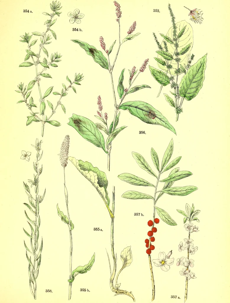 An illustration from Flore pittoresque de la France : anatomie, physiologie, classification, description des plantes indigènes et cultivées au point de vue de l'agriculture, de l'horticulture et de la sylviculture / publiée sous la direction de J. Rothschild., 1885, leaf 372