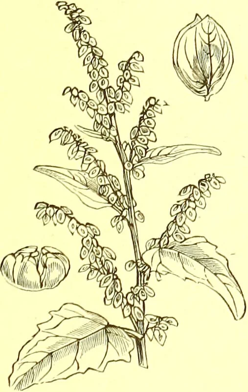 An illustration from Flore pittoresque de la France : anatomie, physiologie, classification, description des plantes indigènes et cultivées au point de vue de l'agriculture, de l'horticulture et de la sylviculture / publiée sous la direction de J. Rothschild., 1885, leaf 374